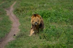 Ngorongoro kratern
