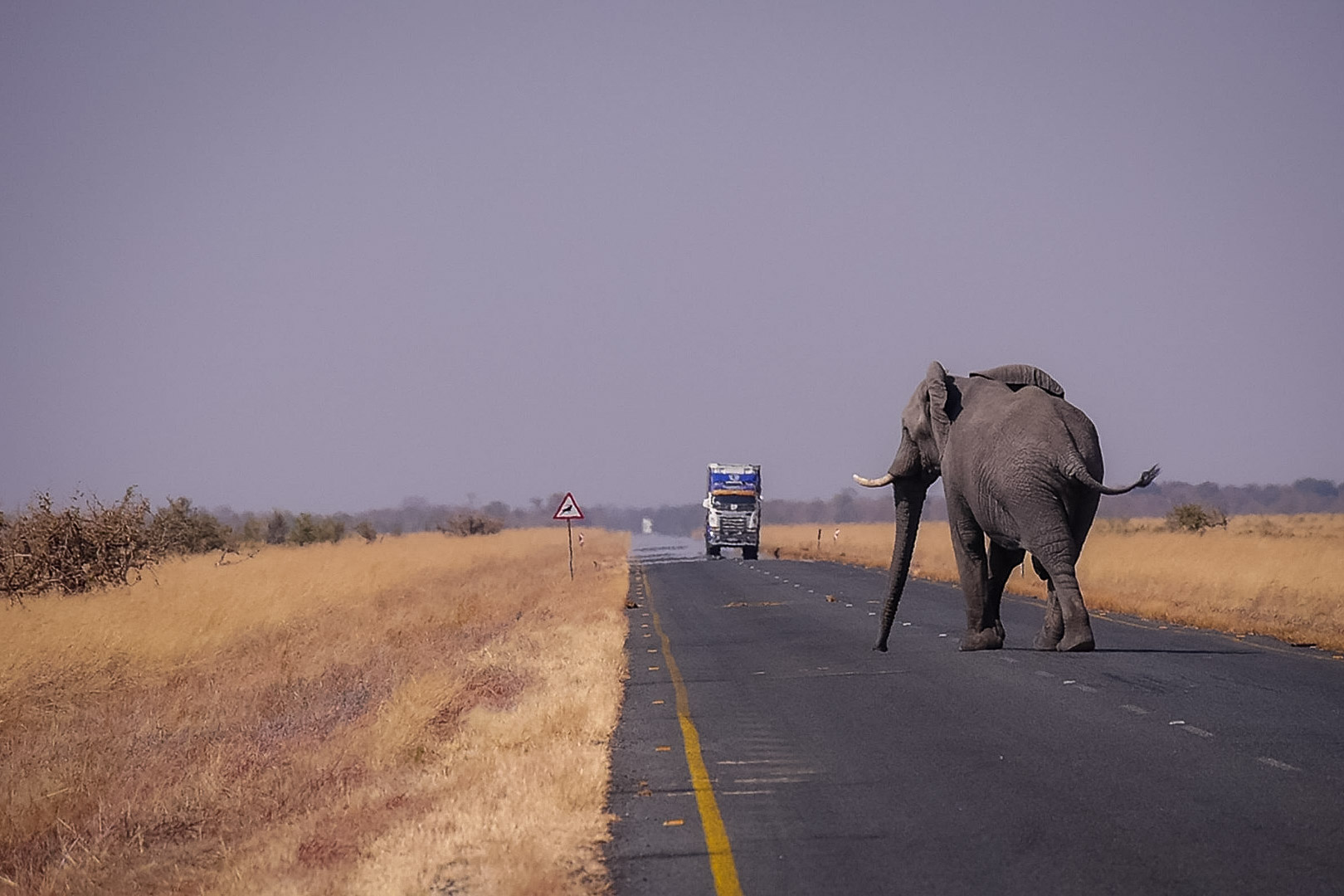 Därför ska du åka på safari i Botswana. En safariresa du sent kommer glömma!