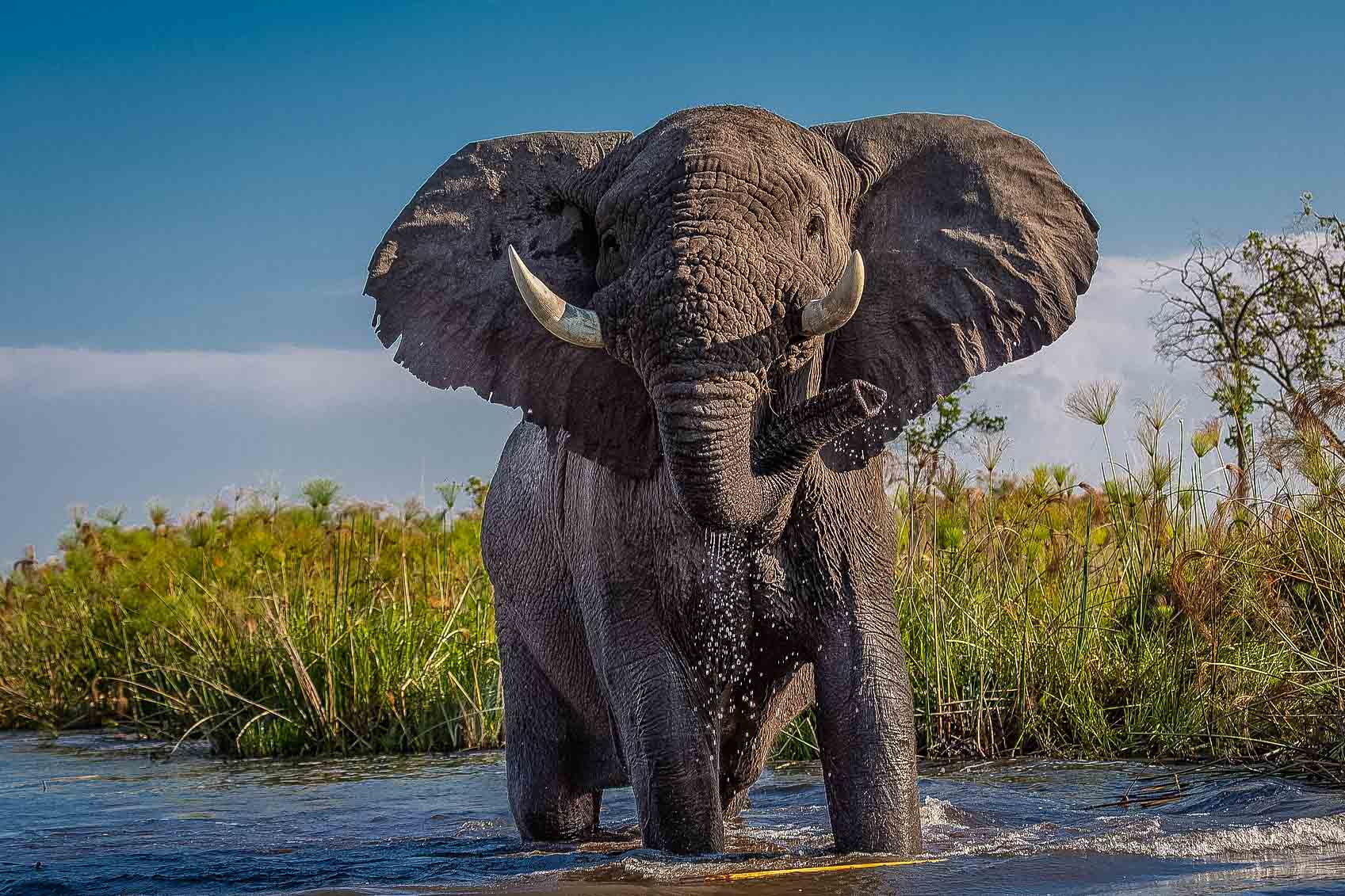 Därför ska du åka på safari i Botswana. En safariresa du sent kommer glömma!