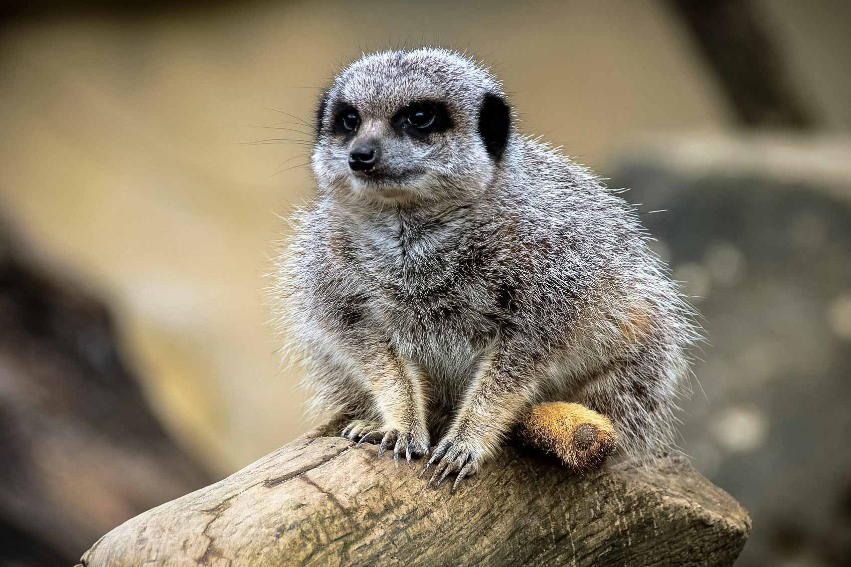 Därför ska du åka på safari i Botswana. En safariresa du sent kommer glömma!
