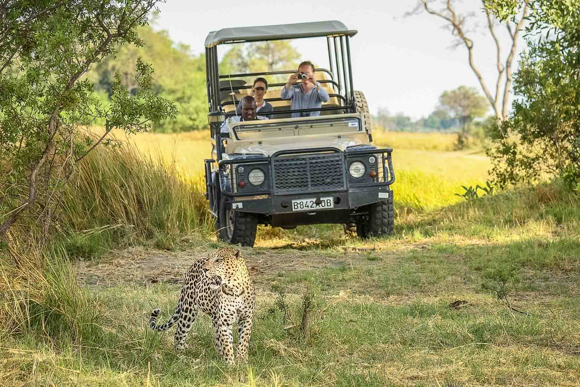 Därför ska du åka på safari i Botswana. En safariresa du sent kommer glömma!