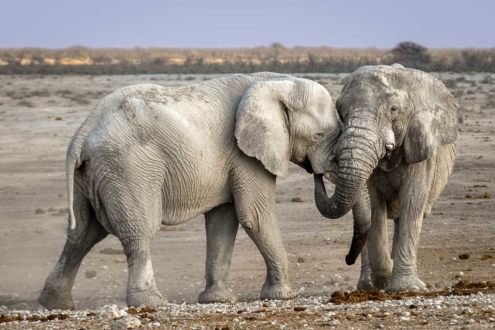 Safari i Namibia. En safariresa du sent kommer glömma!