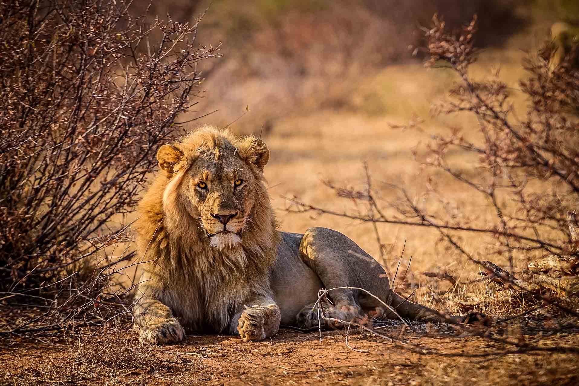 Sydafrika safari, Safariresor Afrika