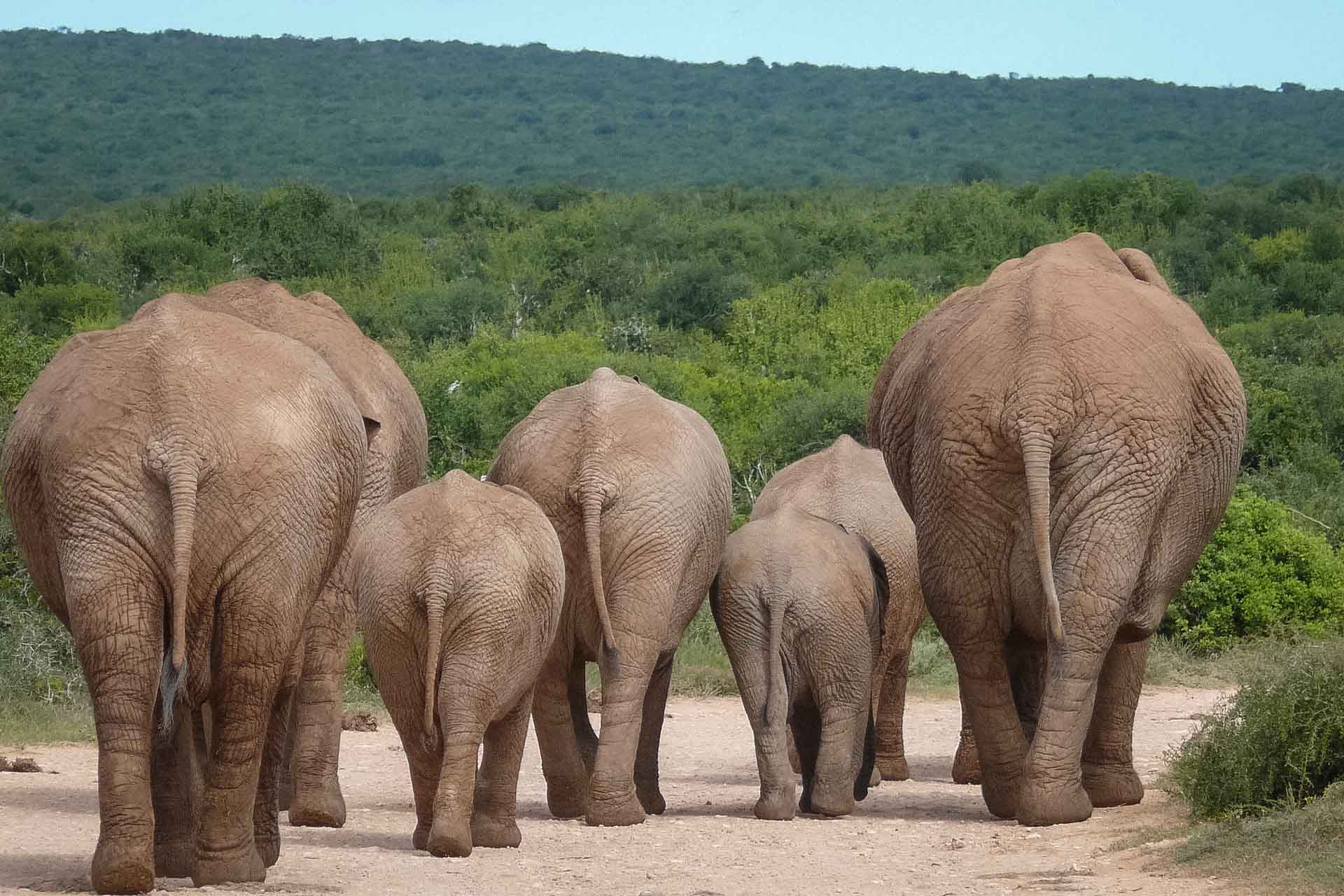 Sydafrika safari, Safariresor Afrika