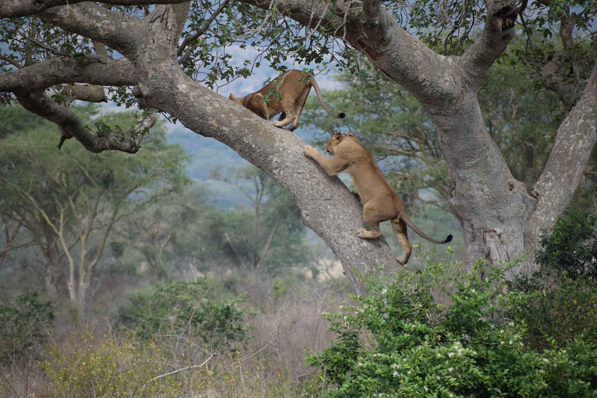 Därför ska du åka på safari i Uganda, Safariresor Afrika