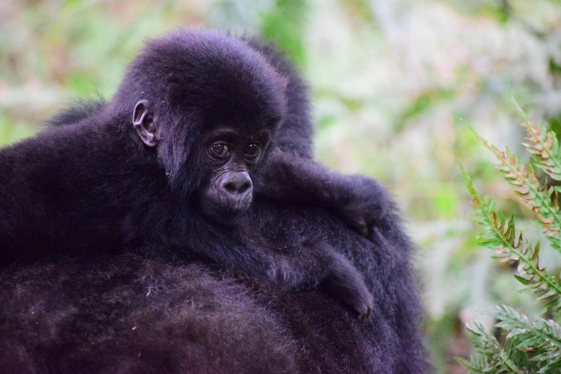 Därför ska du åka på safari i Uganda, Safariresor Afrika