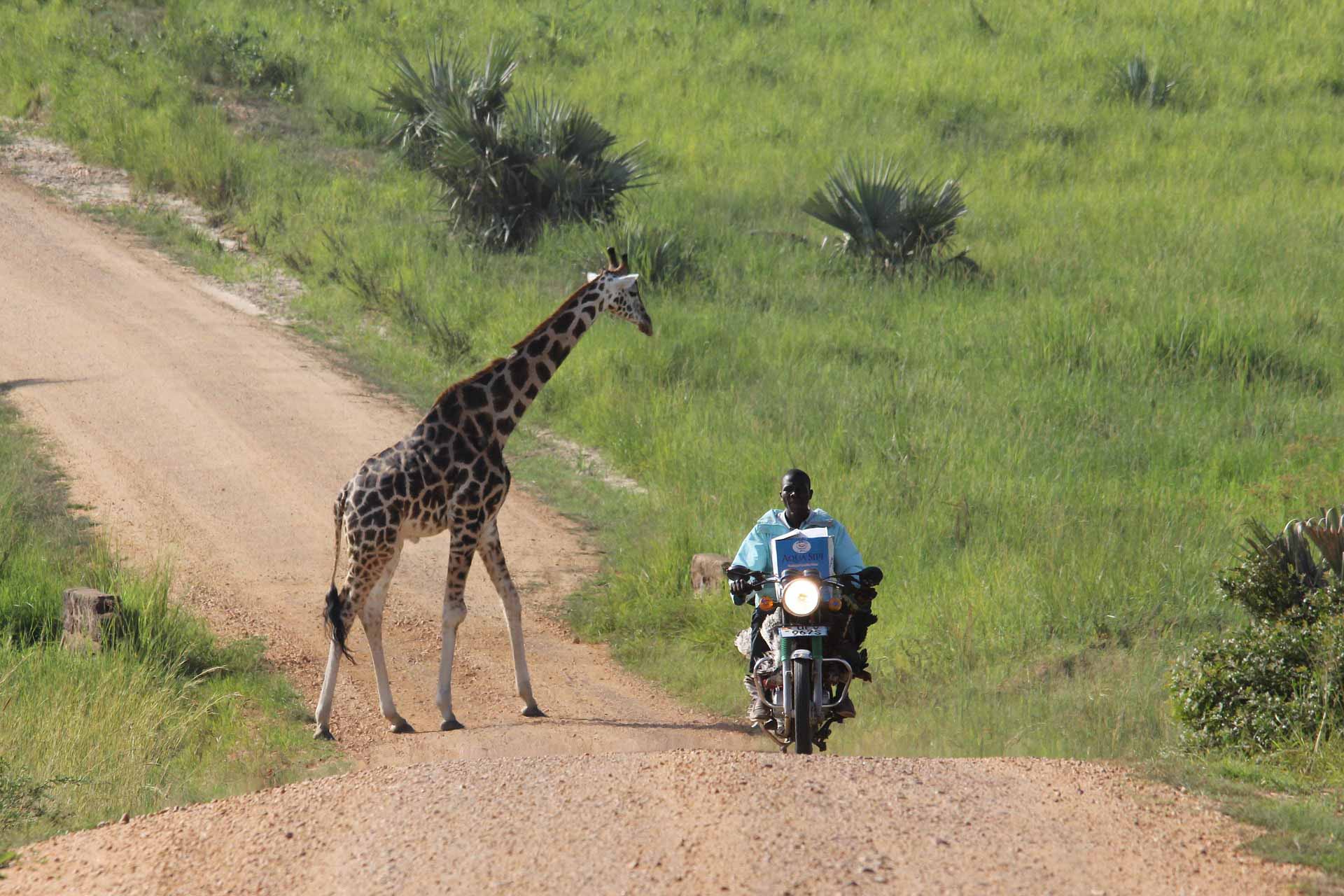 Därför ska du åka på safari i Uganda