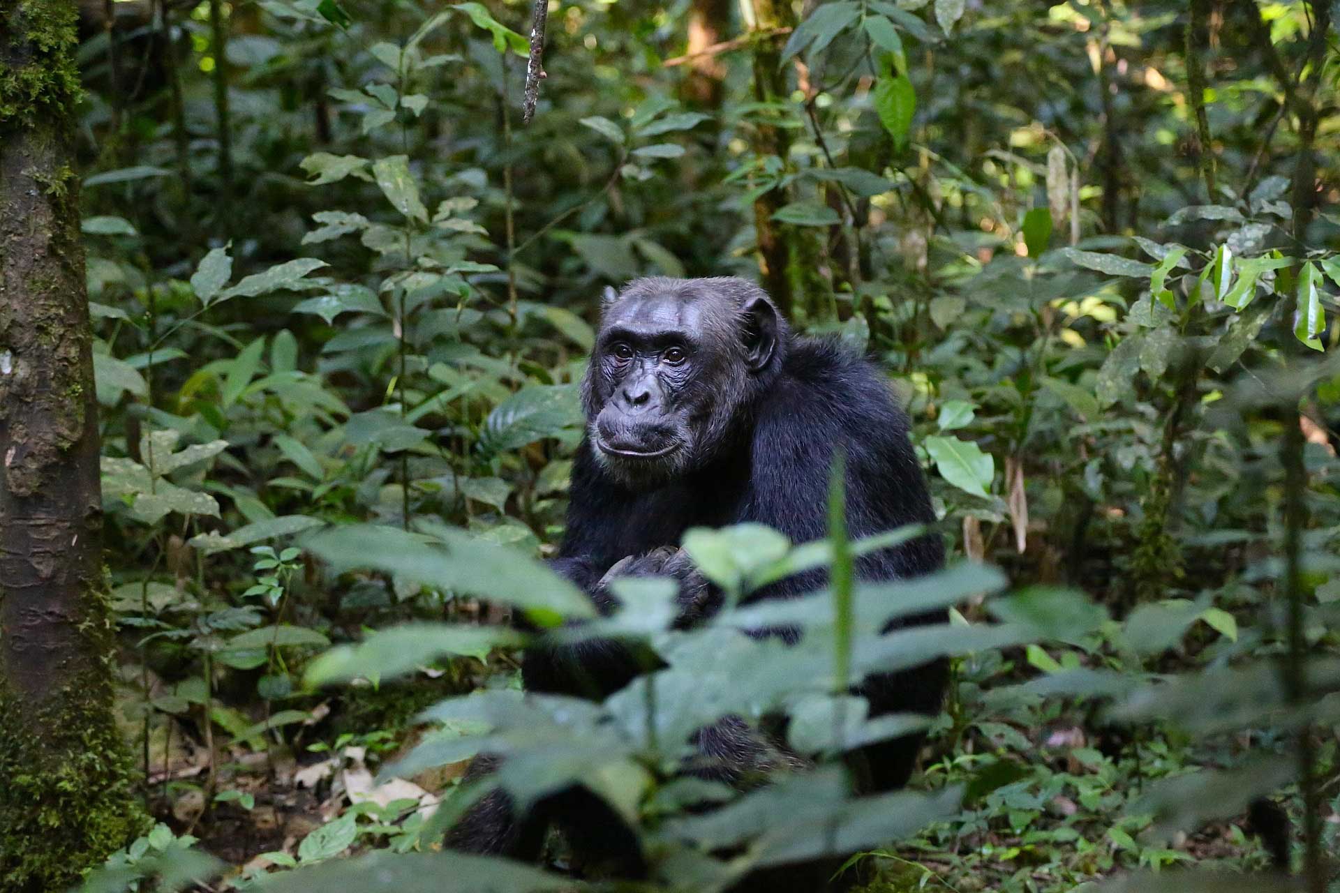 Därför ska du åka på safari i Uganda