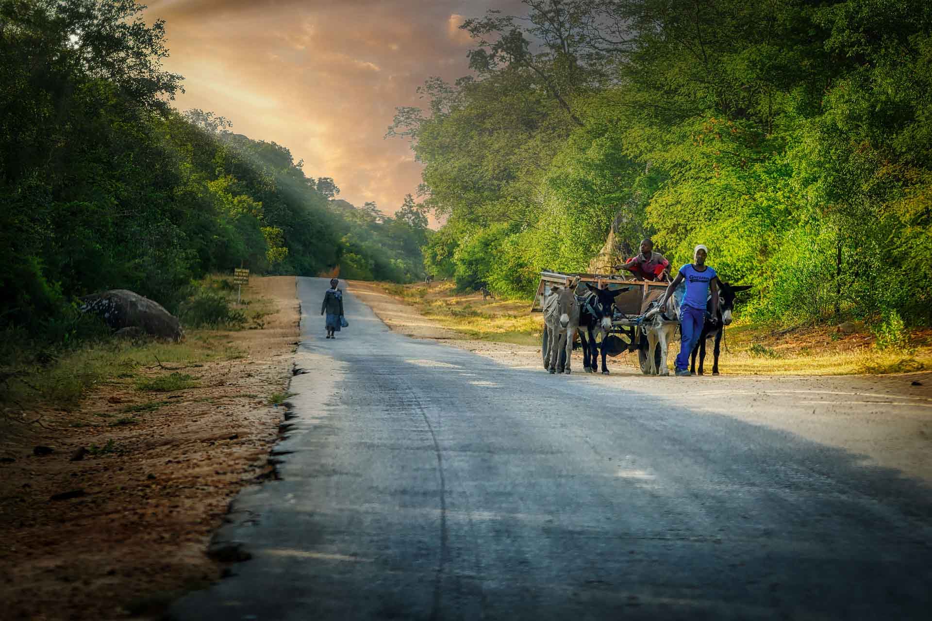 Safari i Zimbabwe