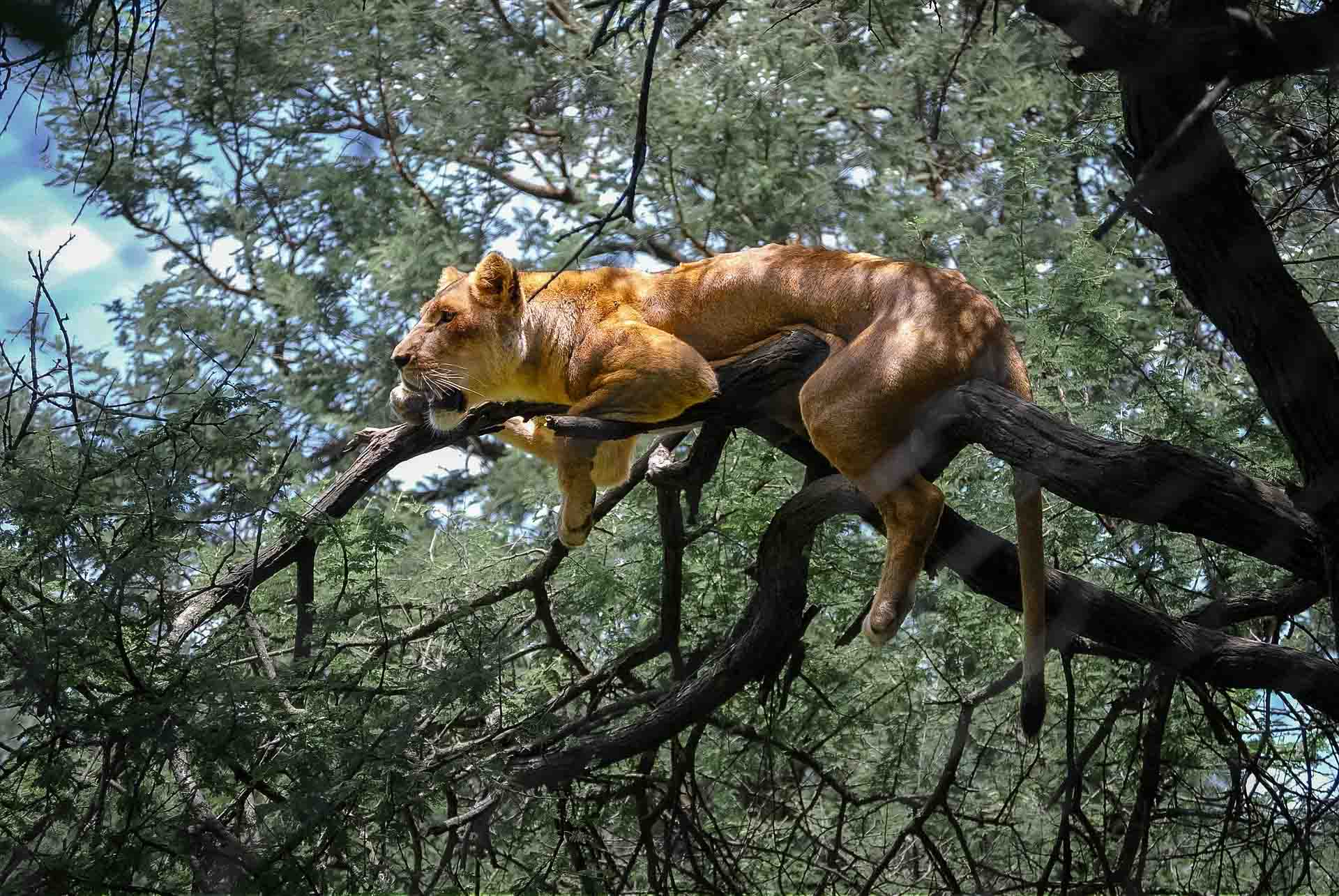 Safari i Zimbabwe