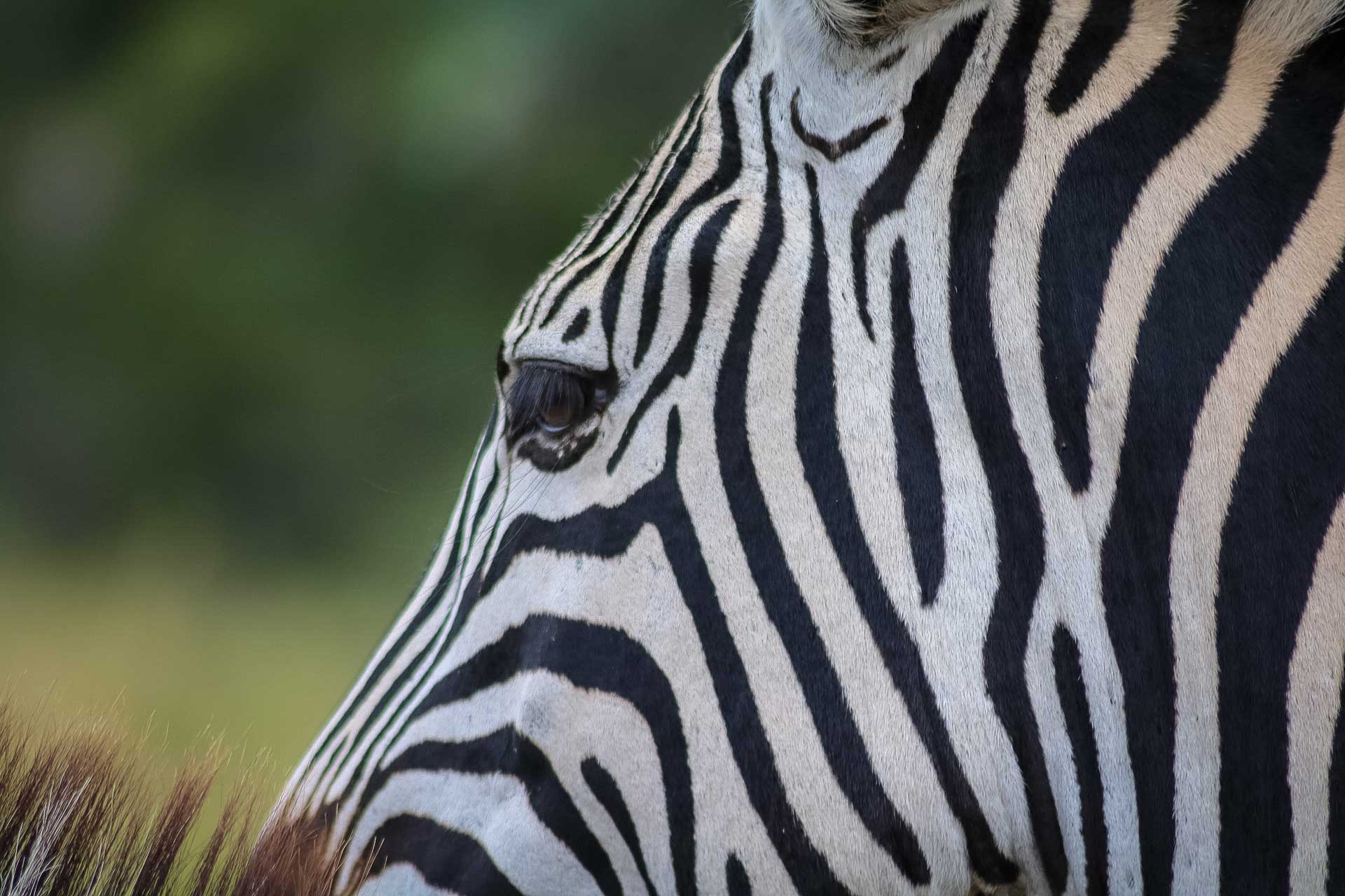 Safari i Zimbabwe