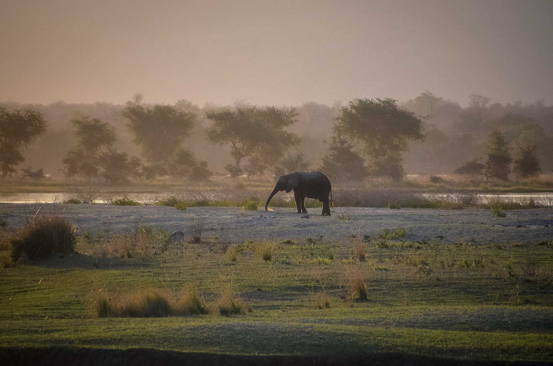 Safari i Zimbabwe