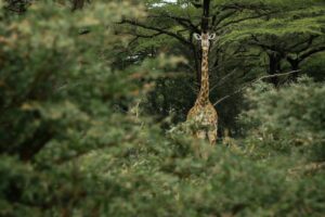 Tanzania, Safari, Giraff