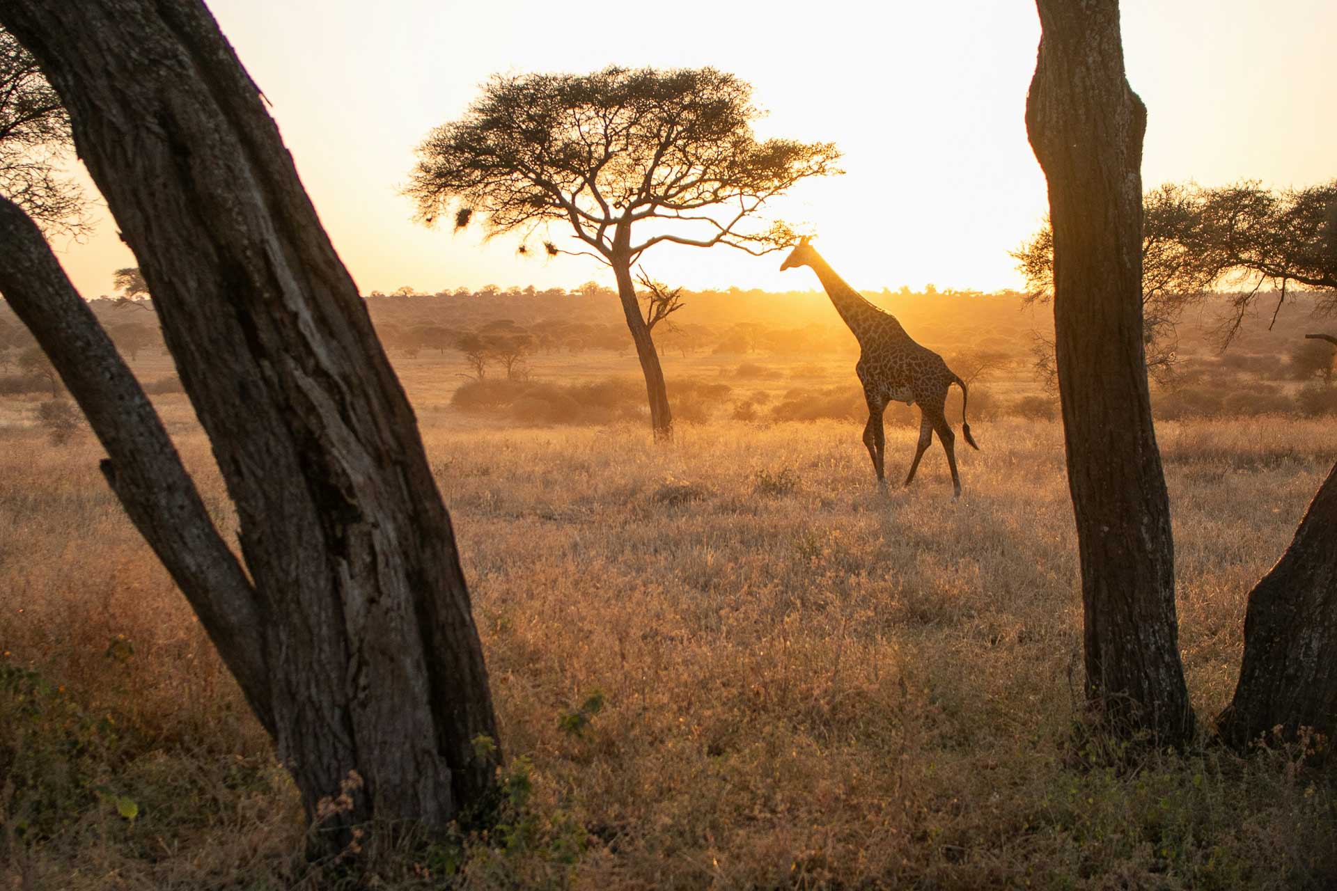 Tanzania Gruppresa november 2025-3 Gruppresa till Tanzania med svensk färdledare i november 2025
