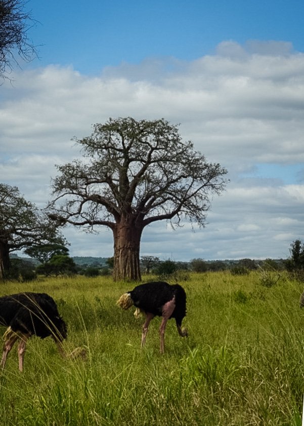 Tanzania safari, Cornelias resa till Tanzania