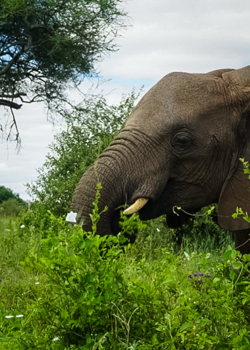 Tanzania safari, Cornelias resa till Tanzania