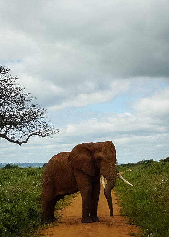 Tanzania safari, Cornelias resa till Tanzania