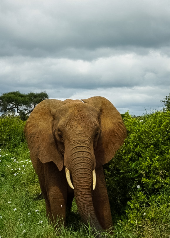 Tanzania safari, Cornelias resa till Tanzania, Tarangire, elefanter