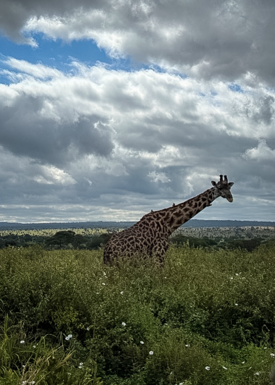 Tanzania safari, Cornelias resa till Tanzania