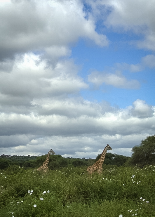 Tanzania safari, Cornelias resa till Tanzania