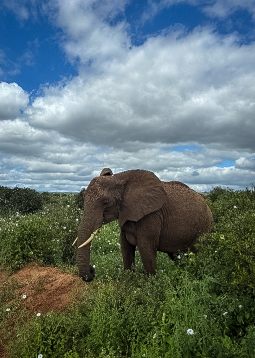 Tanzania safari, Cornelias resa till Tanzania