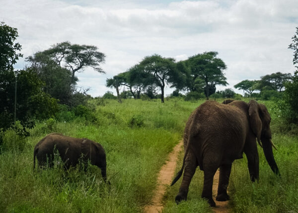 Cornelias resa till Tanzania, Tarangire, elefanter