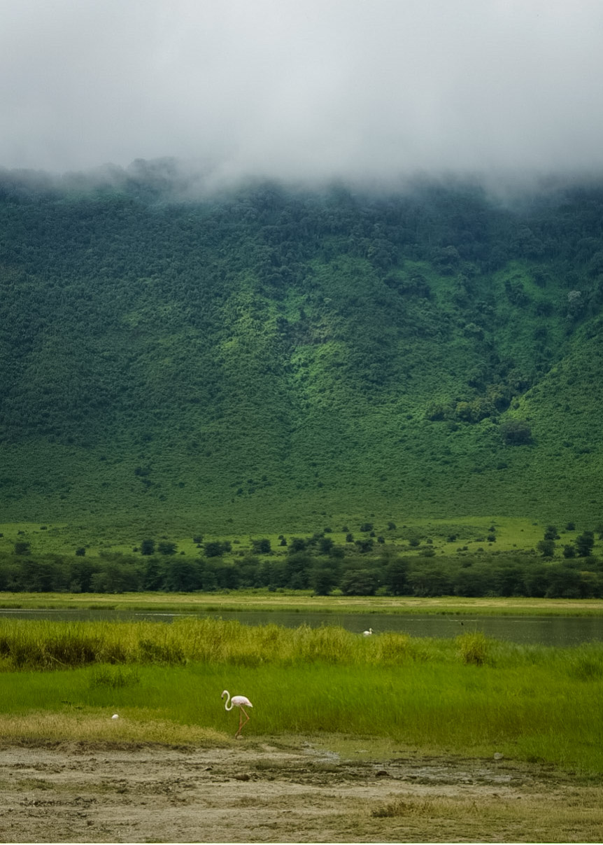 Tanzania safari, Cornelias resa till Tanzania, Ngorongoro, flamingo