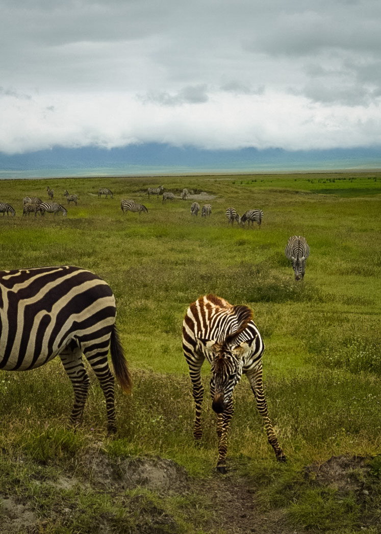Tanzania safari, Cornelias resa till Tanzania, Ngorongoro, zebror