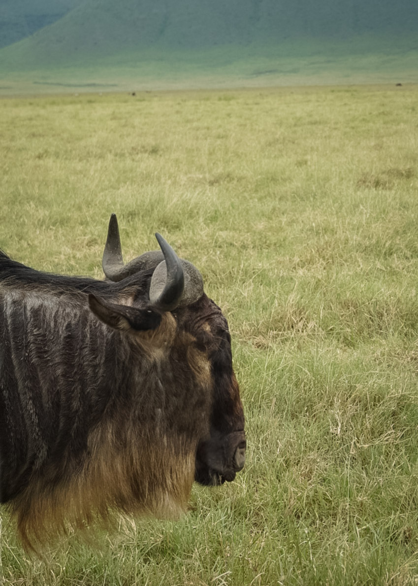 Tanzania safari, Cornelias resa till Tanzania, Ngorongoro, gnu