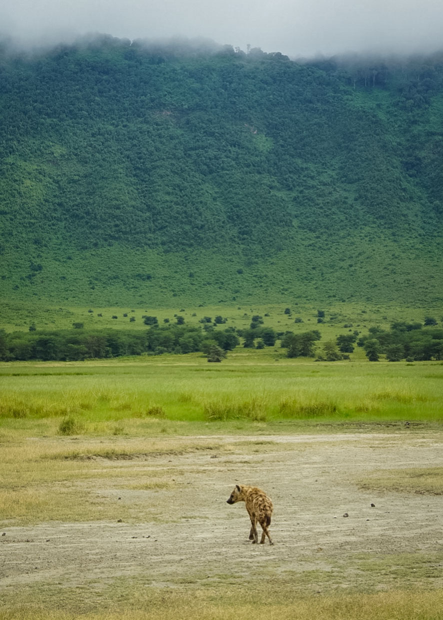 Tanzania safari, Cornelias resa till Tanzania, Ngorongoro, hyena