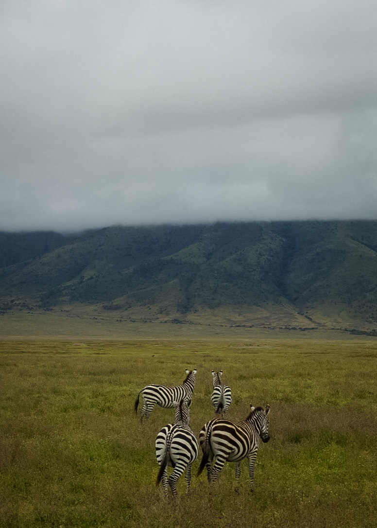 Tanzania safari, Cornelias resa till Tanzania, Ngorongoro, zebror