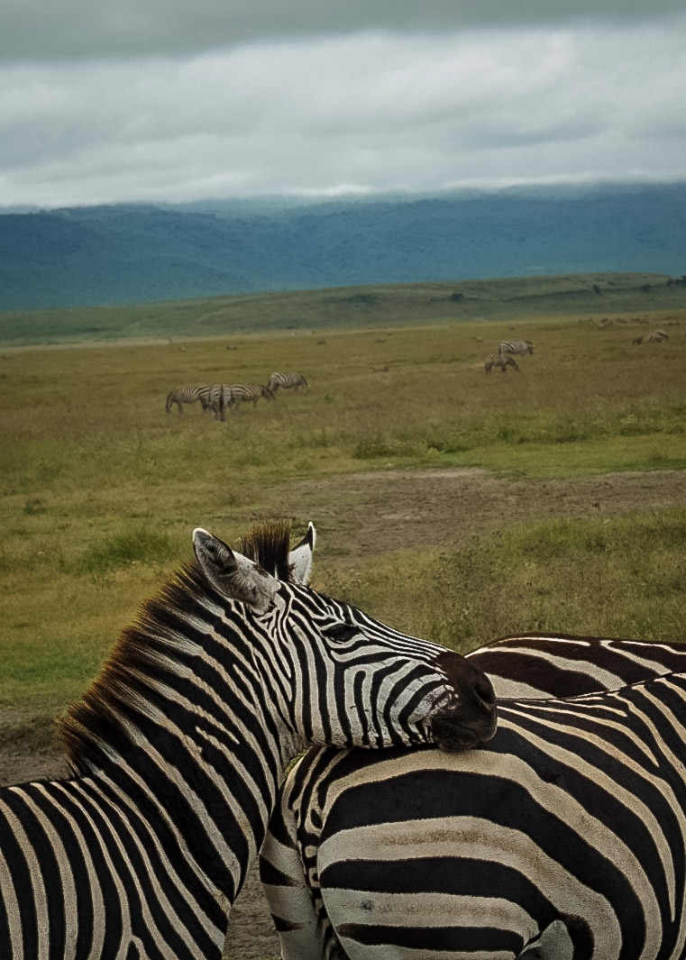 Tanzania safari, Cornelias resa till Tanzania, Ngorongoro, zebror