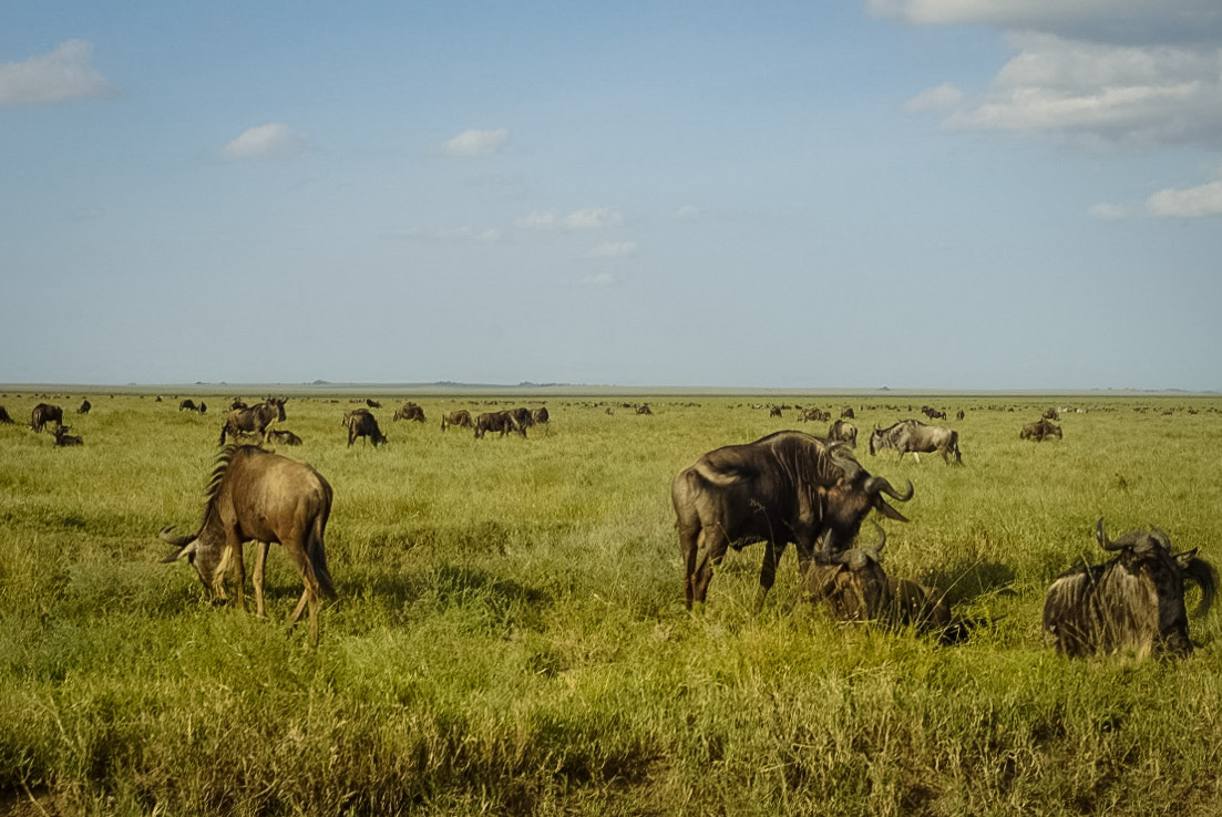 Tanzania safari, Cornelias resa till Tanzania, Ngorongoro, buffel