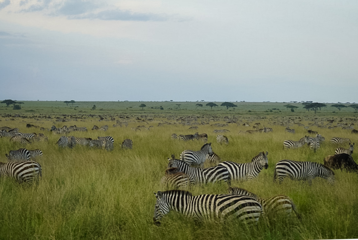 Tanzania safari, Cornelias resa till Tanzania, Serengeti, zebror