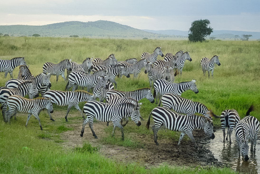 Tanzania safari, Cornelias resa till Tanzania, Serengeti, zebror