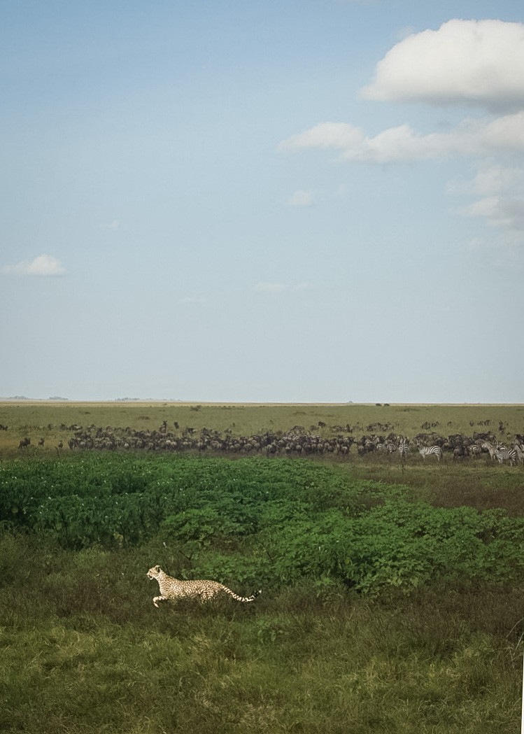 Tanzania safari, Cornelias resa till Tanzania, Ngorongoro