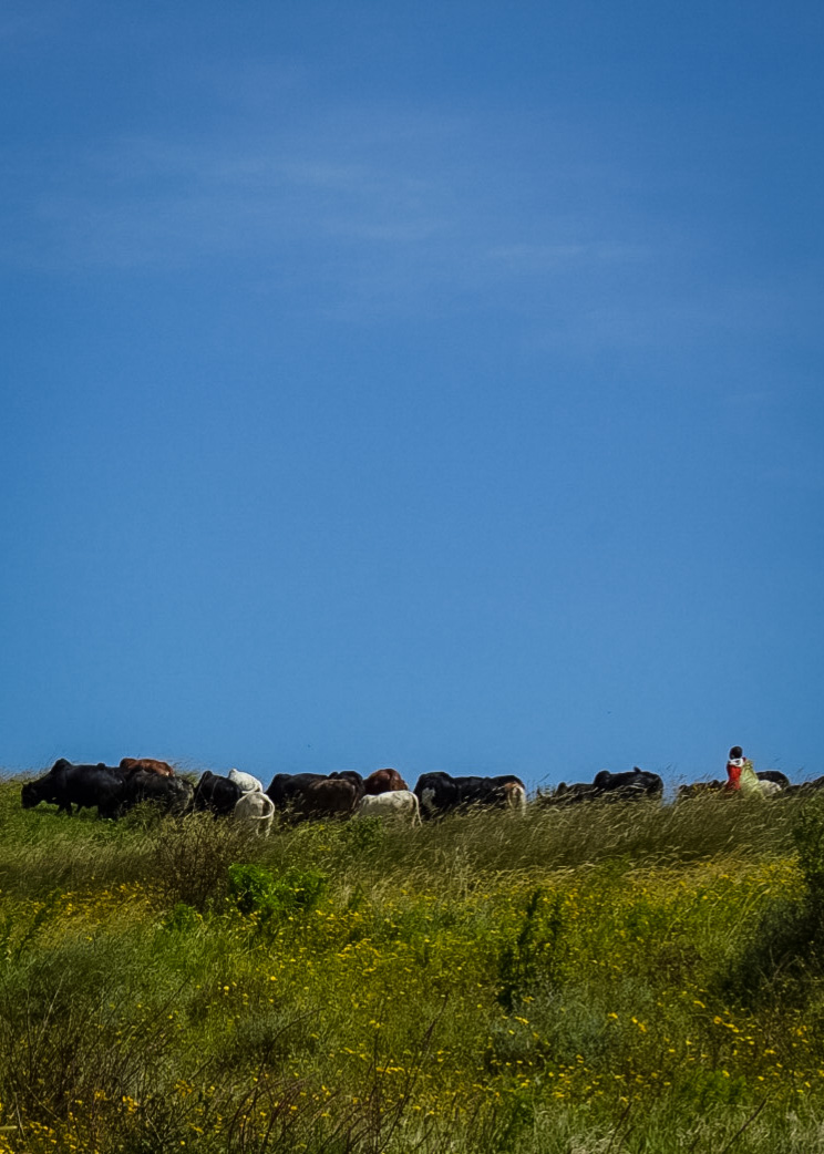 Tanzania safari, Cornelias resa till Tanzania, Ngorongoro, massa