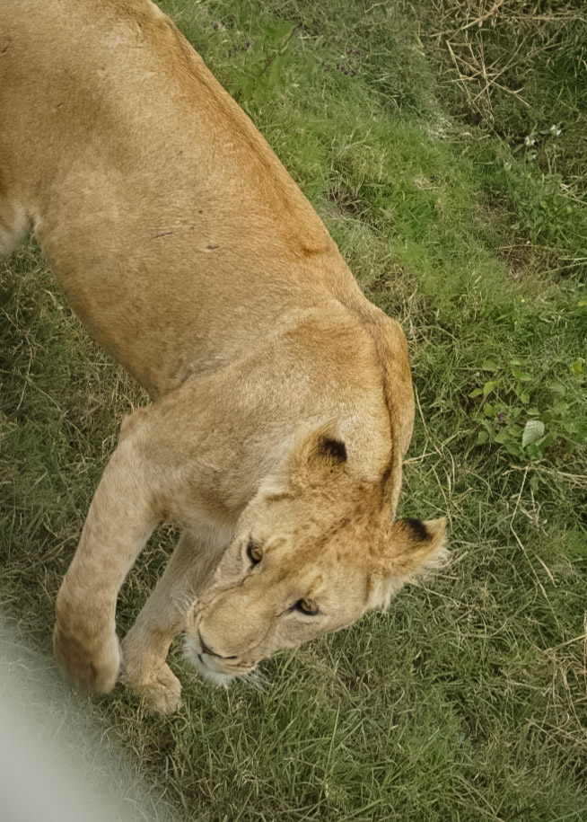 Tanzania safari, Cornelias resa till Tanzania, Ngorongoro, lejon