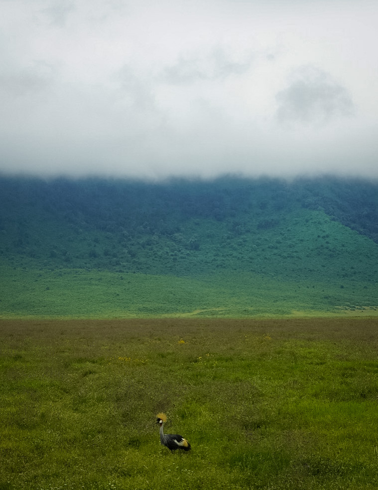 Tanzania safari, Cornelias resa till Tanzania, Ngorongoro