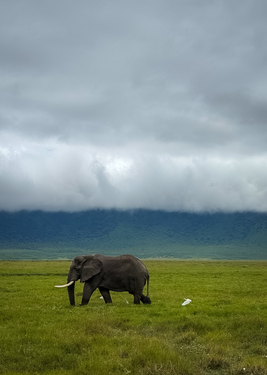 Tanzania safari, Cornelias resa till Tanzania, Ngorongoro, elefant