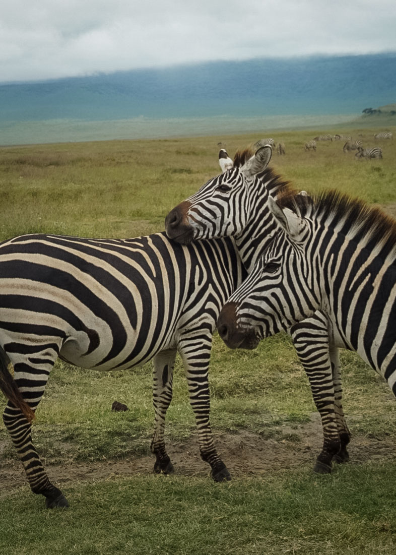 Tanzania safari, Cornelias resa till Tanzania, Ngorongoro, zebror