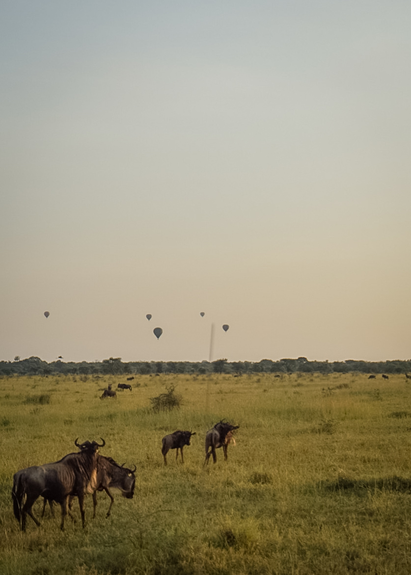 Tanzania safari, Cornelias resa till Tanzania, Serengeti,