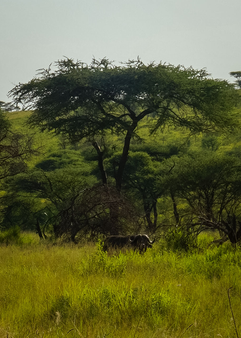 Tanzania safari, Cornelias resa till Tanzania, Serengeti,
