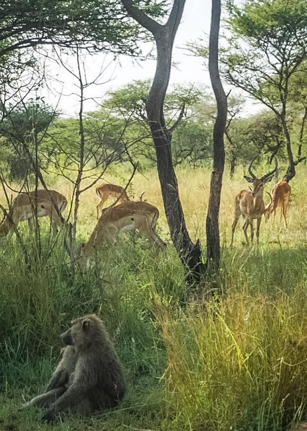 Tanzania safari, Cornelias resa till Tanzania, Serengeti,