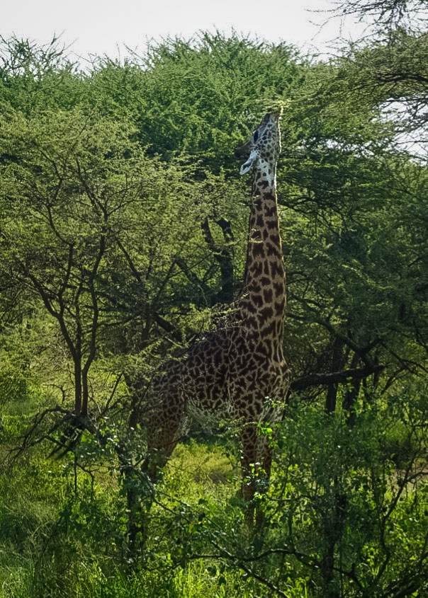 Tanzania safari, Cornelias resa till Tanzania, Serengeti,