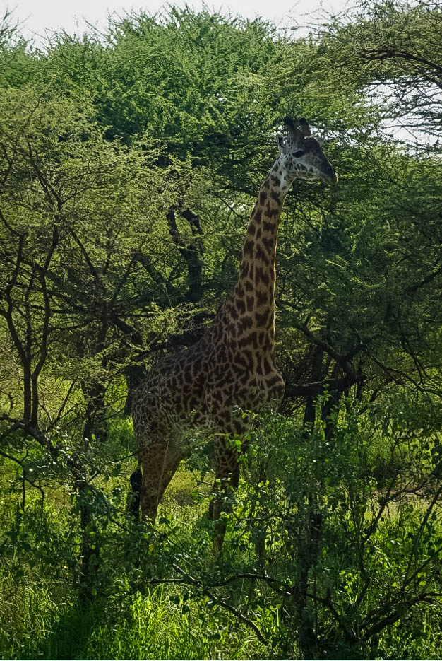 Tanzania safari, Cornelias resa till Tanzania, Serengeti,