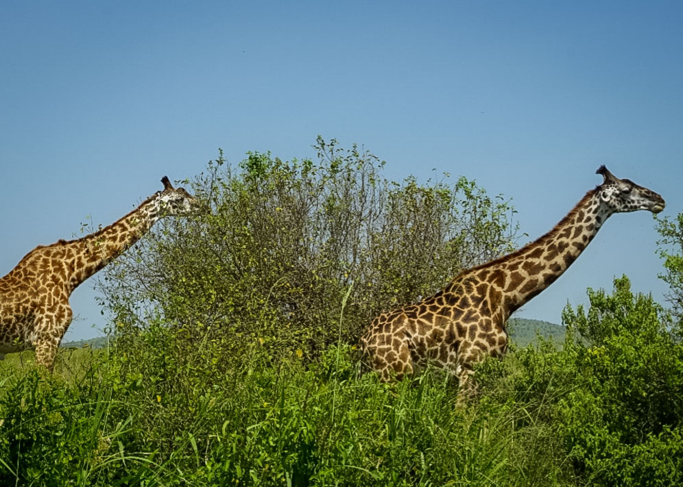 Tanzania safari, Cornelias resa till Tanzania, Serengeti,