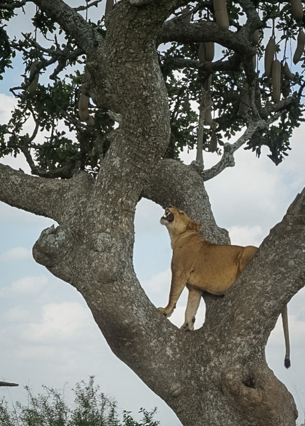 Tanzania safari, Cornelias resa till Tanzania, Serengeti,