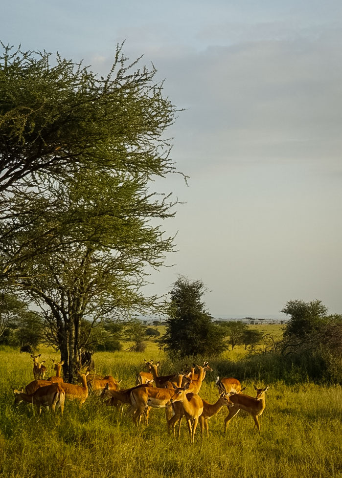 Tanzania safari, Cornelias resa till Tanzania, Serengeti,