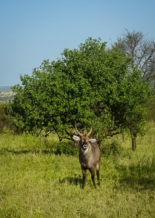 Tanzania safari, Cornelias resa till Tanzania, Serengeti,